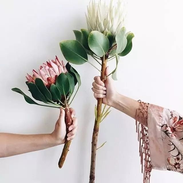 鲜花枯萎了先别扔,鲜花第二天发蔫