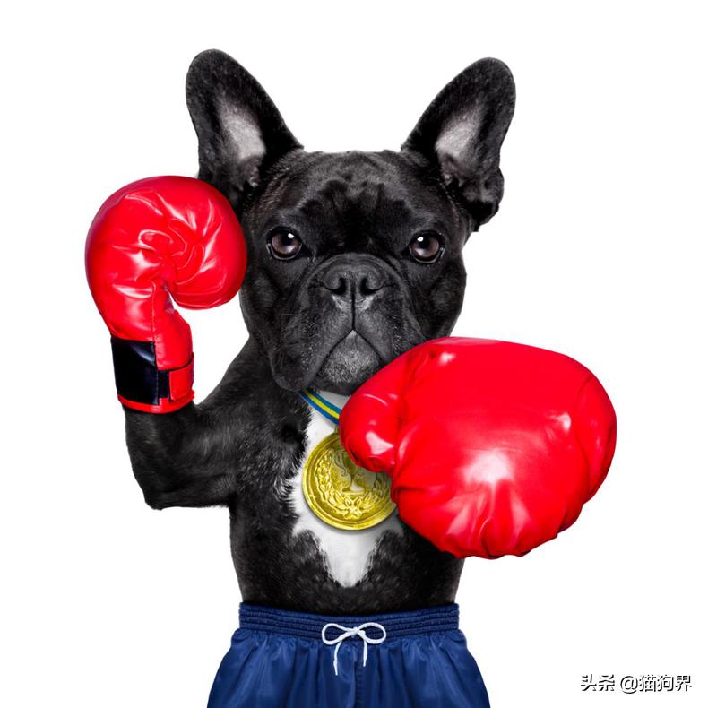 法斗耳螨特别严重怎么清理,有什么土方法去除耳螨