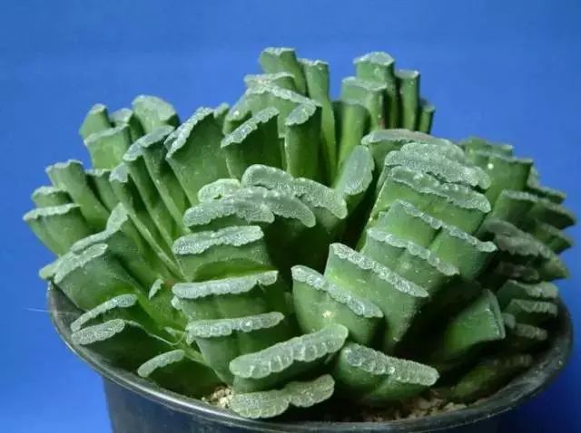 多肉早安图片大全,多肉大全100图