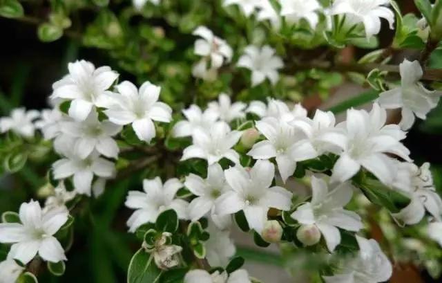 送给喜欢种花的人什么礼物,想养花却把花养死