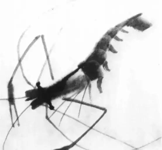 齐白石群虾的绘画手法,齐白石群虾用铅笔怎么画