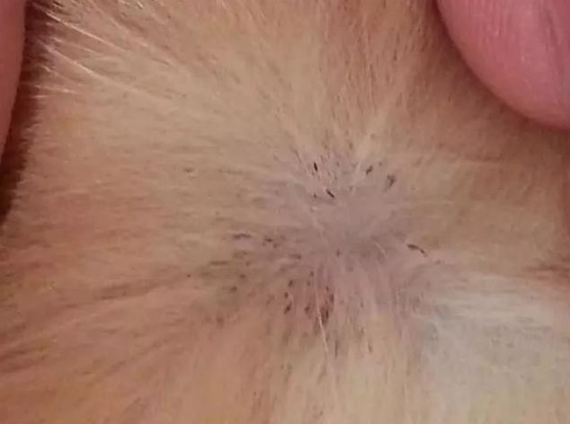 狗狗体外驱虫主要驱什么虫,狗狗体内驱虫后还是有虫怎么办