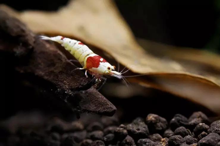 养草缸需要爆藻嘛,养草缸容易爆缸