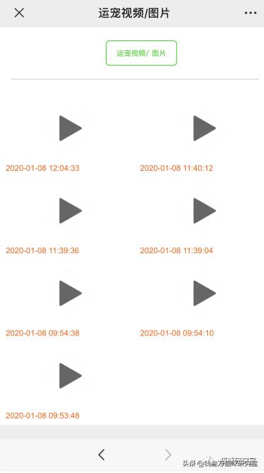 宠物托运全过程狗狗,宠物托运全过程国外