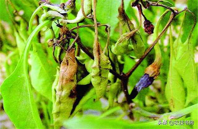 辣椒病害图片与防治辣椒黄叶,大棚辣椒病虫害防治