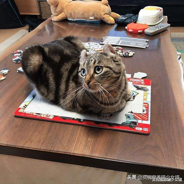 猫咪vs巨型蜘蛛,猫咪vs恶猫