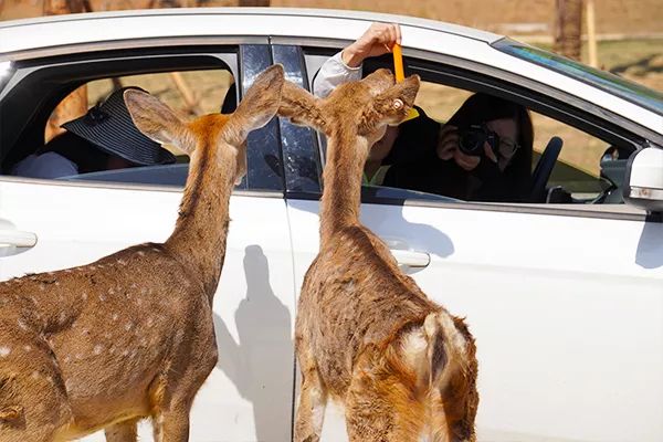 金牛湖野生动物王国过年去怎么样,金牛湖野生动物王国游玩时间