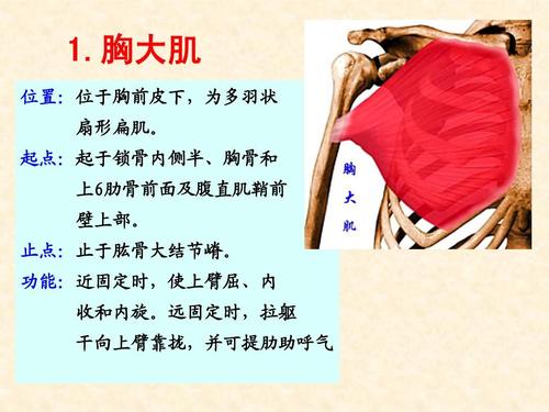 如何让胸大肌放松,怎么能让胸大肌练大