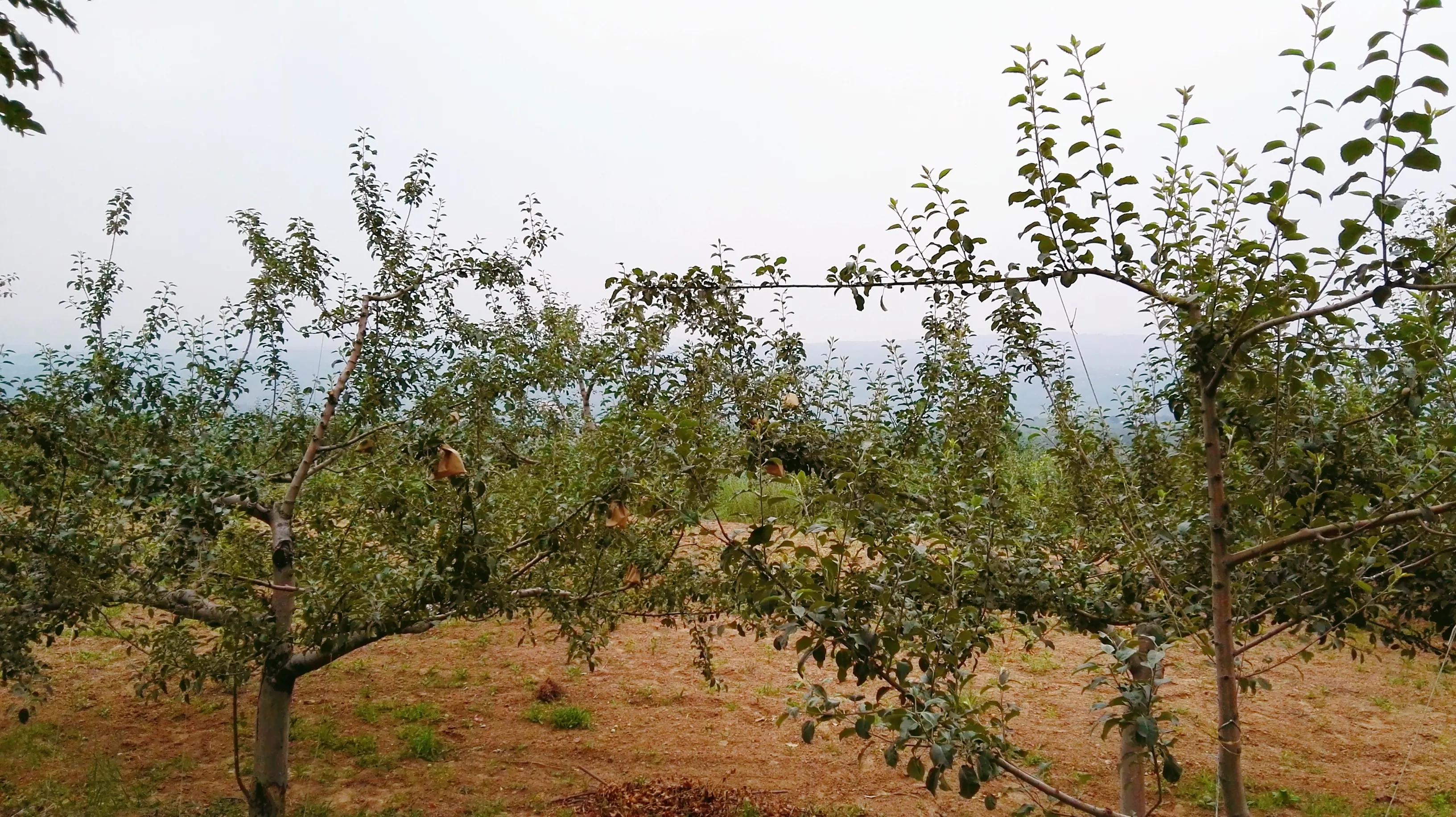 走进延安—登顶圣地宝塔山，感受安塞腰鼓山，游览佛道合一云台山