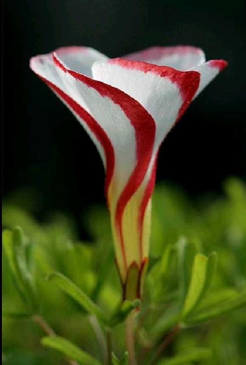 奇花异草大全罕见图文,极其罕见的奇花异草