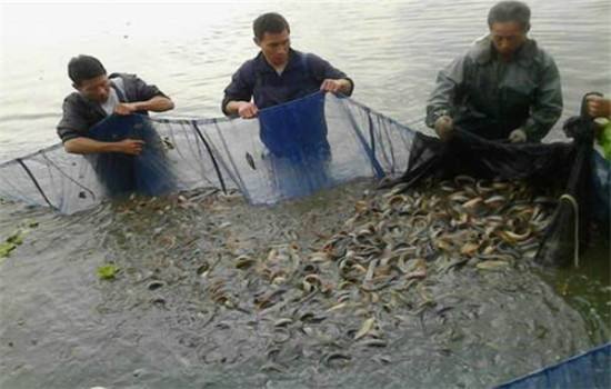 农民种地钱被骗怎么办,农民种地被骗怎么处理