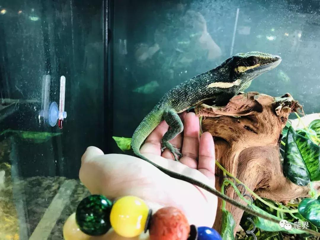 湛江爬宠店,深圳爬宠店在哪里