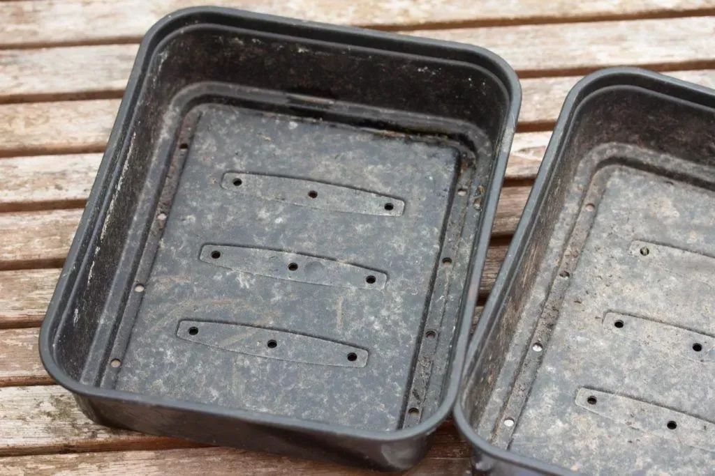 除了扦插和繁殖繁殖，用种子繁殖多肉靠谱吗？来看看是否适合你