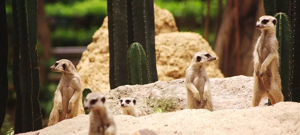 长隆野生动物世界营业时间,广州长隆野生动物园要玩多久