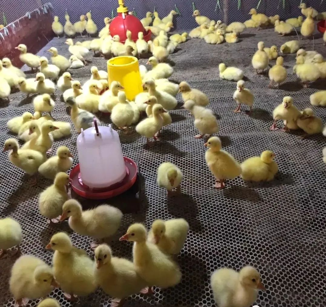 养鹅需要注意哪些细节,养鹅注意事项及建议