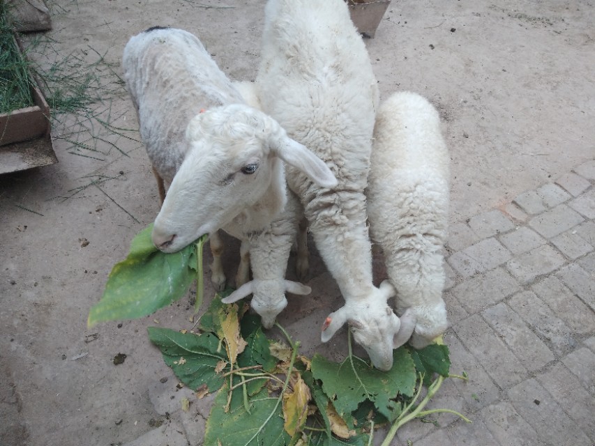 农村两只公羊打架,一群公羊打架视频