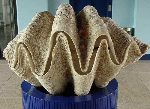 佛教七大珍宝砗磲,佛教七宝贝壳