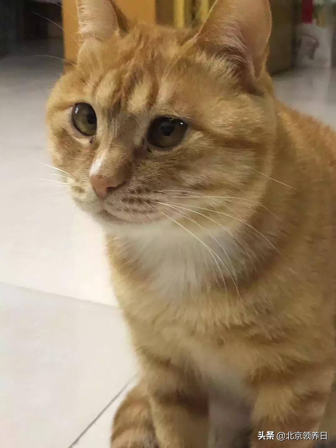 #领养代替购买#给它们一个家|线上宠物领养日,20190608加场