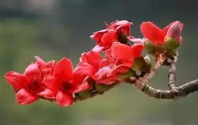 摄影艺术100种花的花语太全了,100种花卉和花语