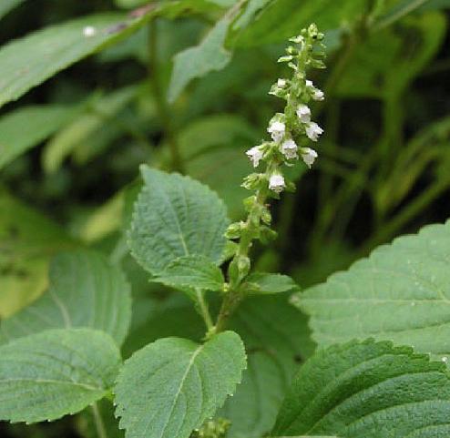 老中医可以给孩子起名吗,用中药名字给孩子取名可以吗