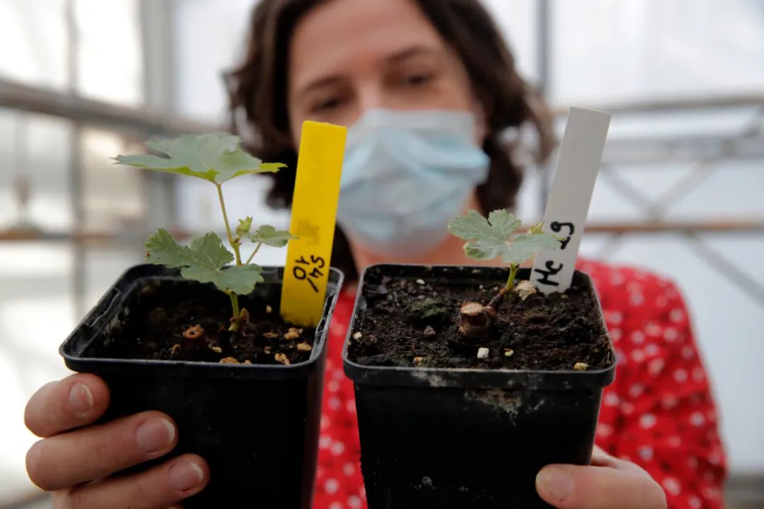 在太空陈年过的柏图斯更好喝？听听专家怎么说