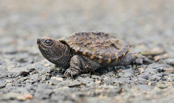 佛鳄龟推荐饲养温度,鳄龟苗正确饲养方法