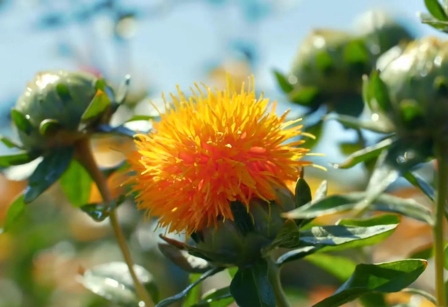 绾㈣姳鏈崏,绾㈣姳绁炲啘鏈崏