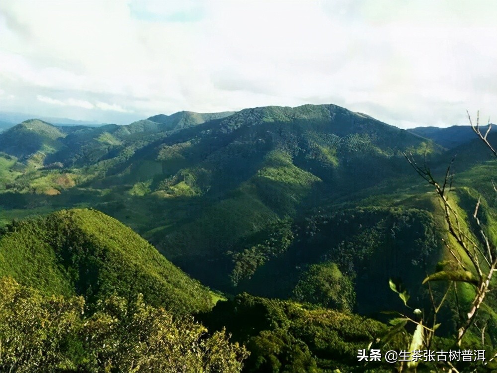 刮风寨普洱茶滋味如何？入喉甘甜，口感厚实承重，你喝过吗？