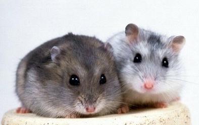 仓鼠打架一碰就四脚朝天挣扎,为什么两只仓鼠在一起会打架