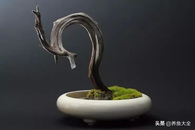 什么金鱼好养又好看,养哪种金鱼又好看又好养