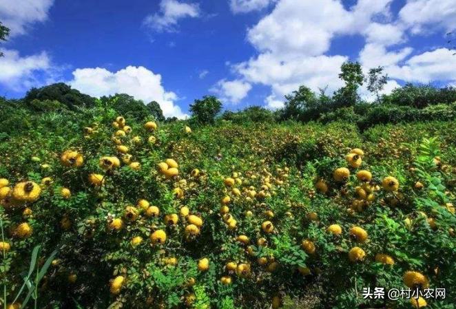 农村最快最赚钱的果树,三农种植致富技术果树