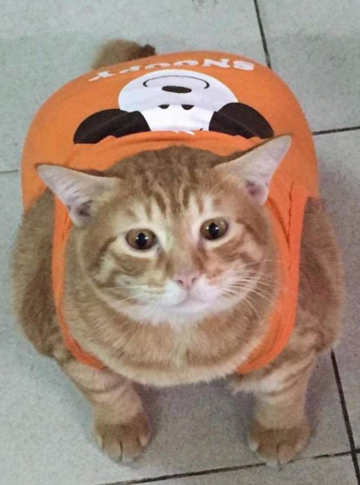 宠主平时怎样管理狗狗,宠主在哪个方面不能惯着狗