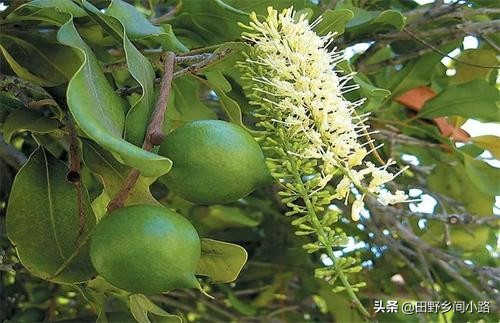 夏威夷果味道是怎么出来的,夏威夷果怎么才能打开只有一条缝