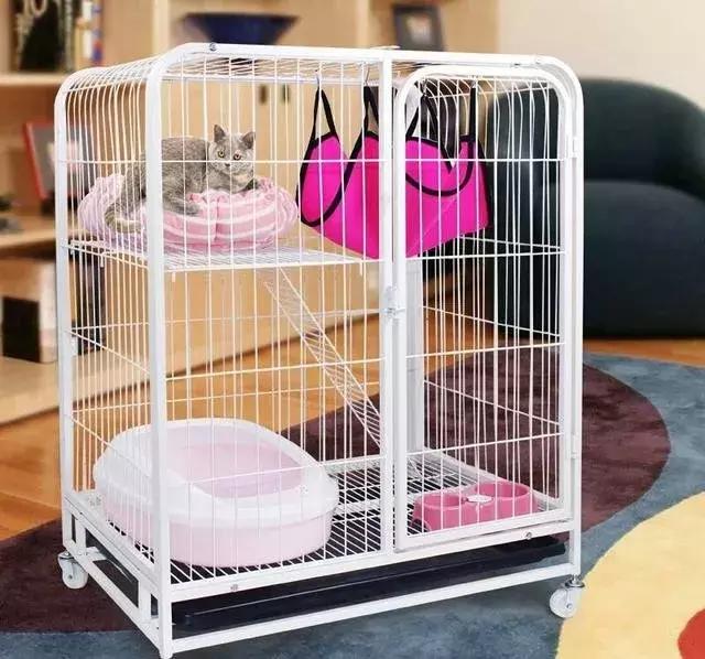 母猫发情期怎么办？铲屎官们可以这样解决，快来看看吧