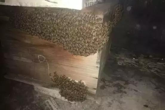 新蜜蜂在巢门结团是什么原因,蜜蜂在巢门结团多久出现分蜂