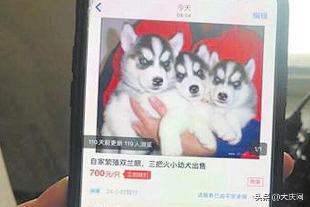 吐虫子狗狗,宠物店刚买回来的狗死了