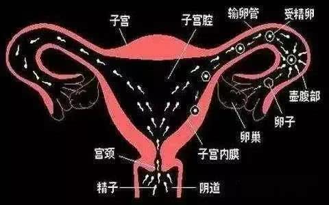 揭秘女人受精胎儿形成过程！十月怀胎就是生命最大的奇迹！