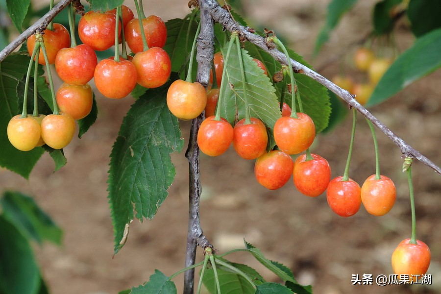 猕猴桃奇异果菠萝凤梨,菠萝与凤梨樱桃与车厘子有何区别