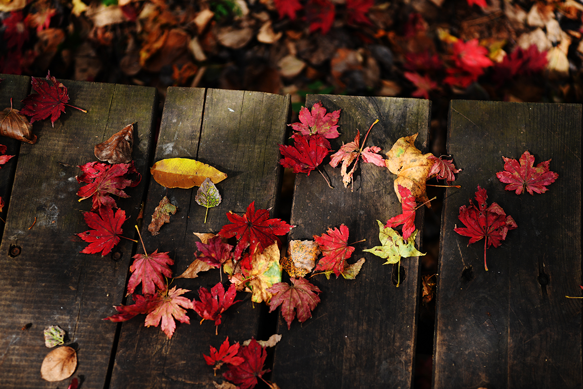 落英缤纷是落花吗,落英缤纷是叶子吗