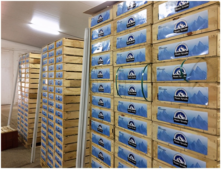 进口提子哪些品种 (进口提子品种及图解)