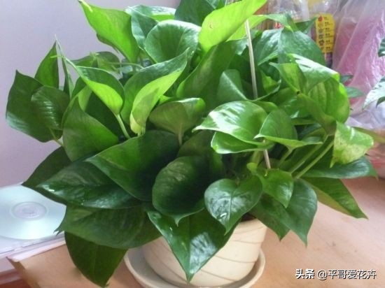 绿萝浇这三种水疯长,绿萝用淘米水浇花的正确方法