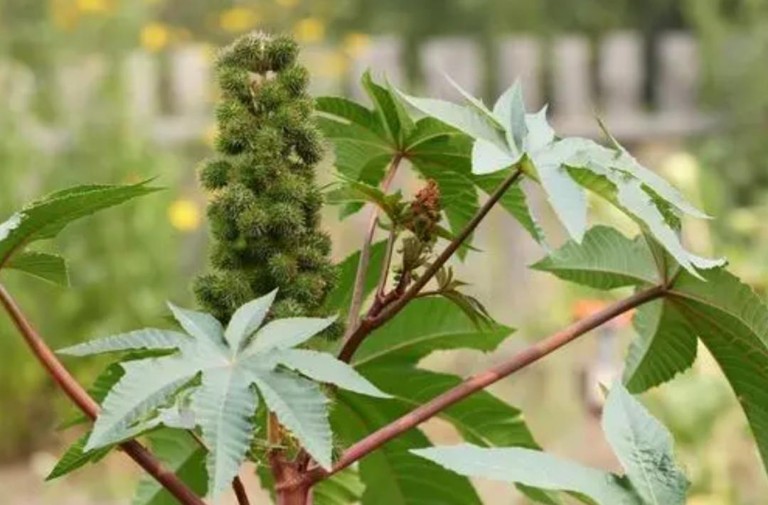 蓖麻子为什么成为了战略物资,蓖麻国家禁止吗