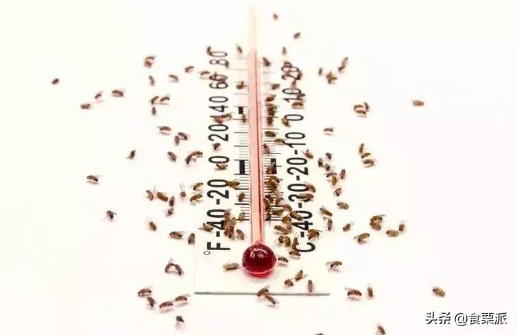 车厘子樱桃是一种东西吗,车厘子和樱桃营养价值有啥区别