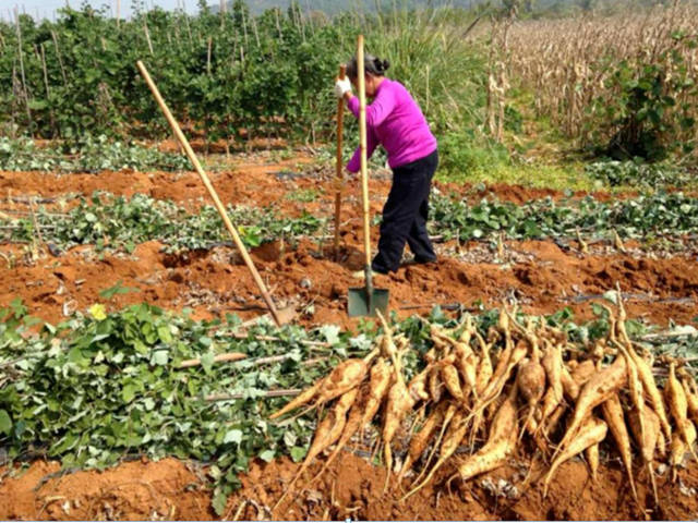 网购人参如此便宜，这样的人参还有没有价值？专家都说不要再吃了