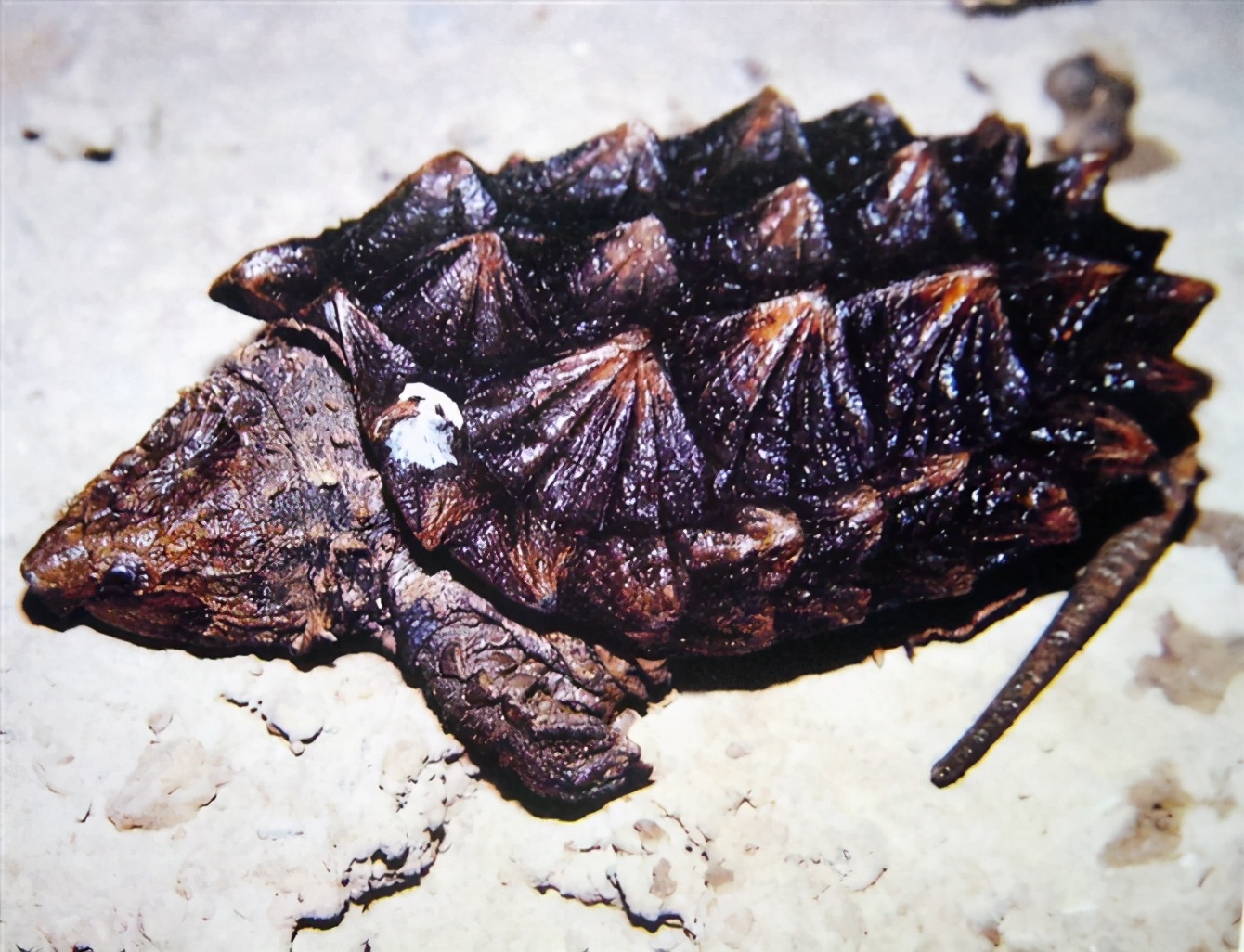 各种龟类图片大全大图,龟类展示会