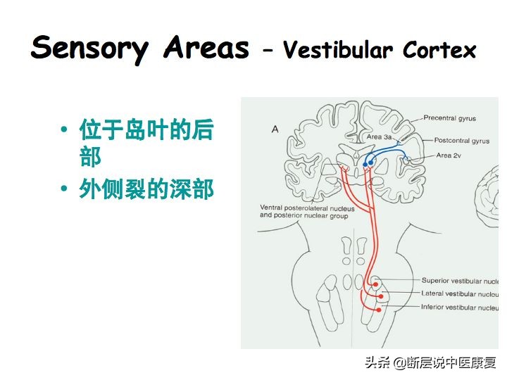 中枢神经系统断层解剖讲解,中枢神经3d解剖动画