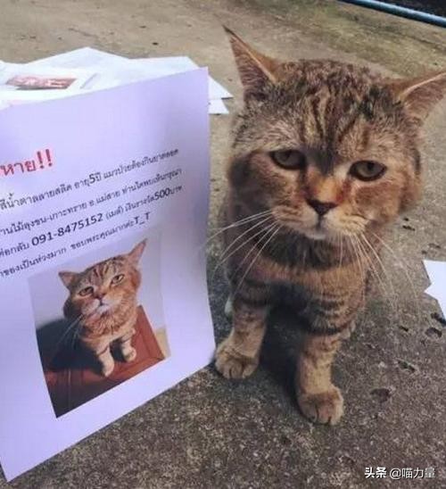 猫咪走丢找回来猫咪的心理,猫咪出走去找公猫还会回来吗