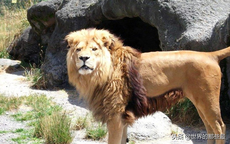 狮子和老虎的智商测试,狮子和老虎的智商谁更高