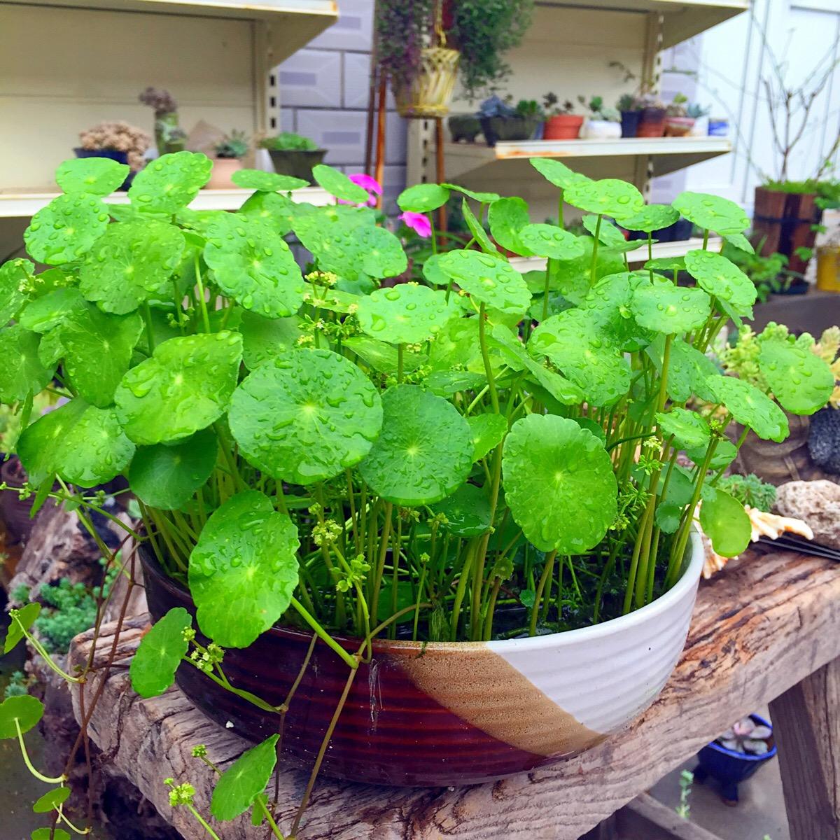 聚水为财是什么意思,招财花卉能水养吗