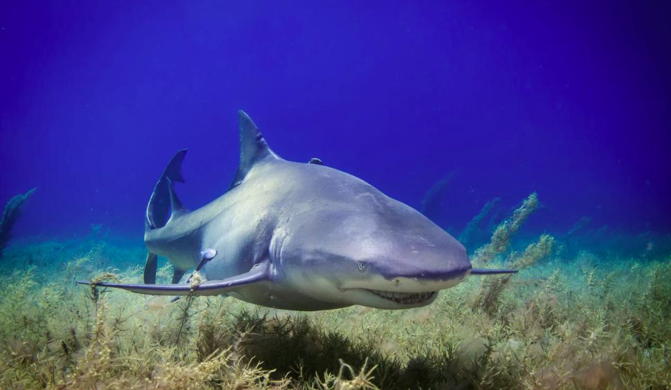 killyourself是“自杀”？makeakilling是“*杀屠**”？都错了！